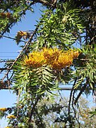 Grevillea robusta