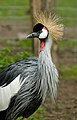 Gray crowned crane