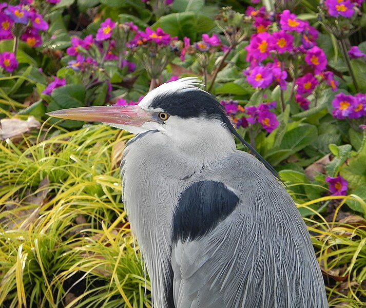 File:Grey Heron in front of flowers.jpg