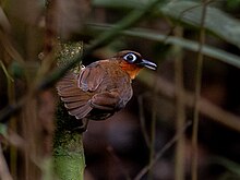 Gymnopithys rufigula Rufous-throated Antbird; Serra do Navio, Amapa, Brazil (cropped).jpg