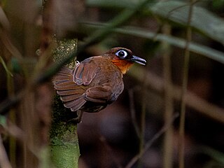 <span class="mw-page-title-main">Rufous-throated antbird</span> Species of bird