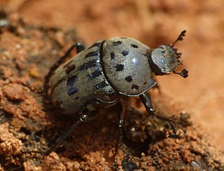 <i>Gymnopleurus miliaris</i> Species of beetle
