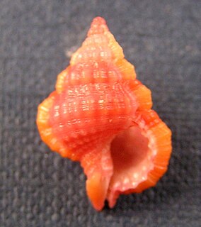 <i>Gyrineum roseum</i> Species of gastropod