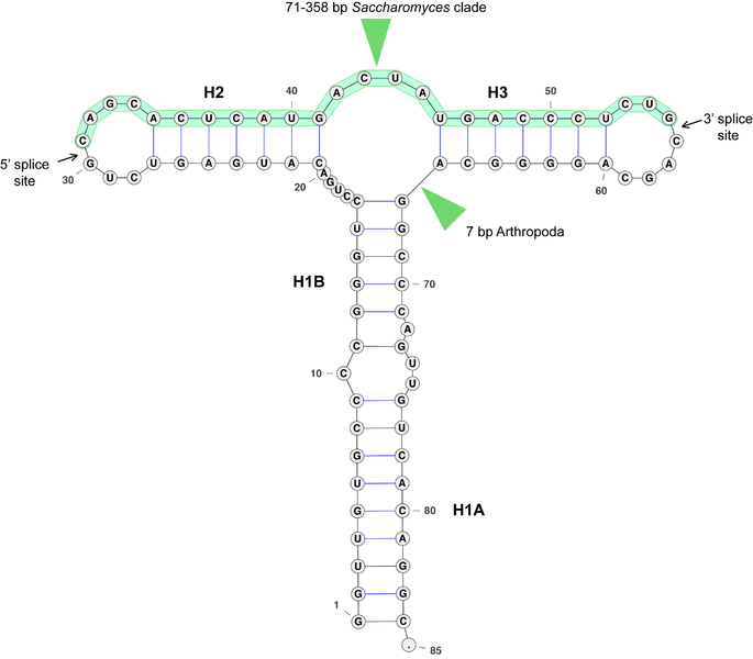 File:HAC mRNA.png