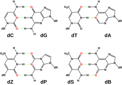 File:Hachimoji DNA base pairs.svg