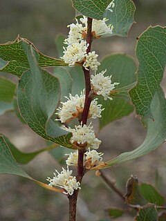 <i>Hakea cristata</i> Species of shrub in the family Proteaceae found in south west Western Australia