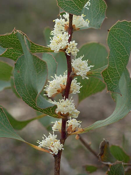 File:Hakea cristata August flower .jpg