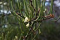 Hakea decurrens, Cape Hauy Track, Tasman Peninsula, Tasmania, Australia