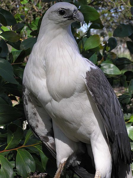 File:Haliaeetus leucogaster -Gippsland, Victoria, Australia-8.jpg