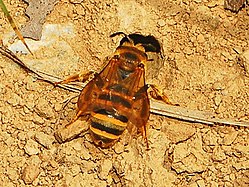 Halictus scabiosae, hona utanför boet