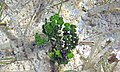 Halimeda incrassata (alge verzi calcaroase) (Insula San Salvador, Bahamas) 1 (15867649357) .jpg