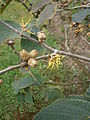 Hamamelis 'Jelena' summer blooming