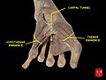 Carpal tunnel and thenar and hypothenar eminences