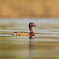 Hardhead male, Pitt Town Lagoon, New South Wales, Australia