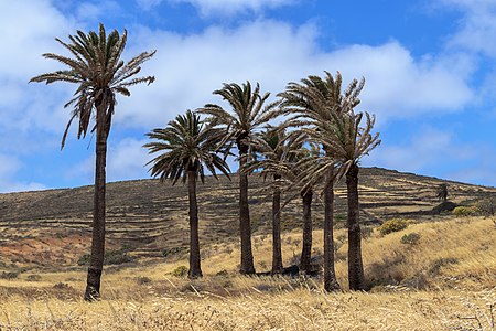 Phoenix canariensis near Haría Lanzarote