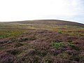 Lyng ved Achadh na Gaodha i det skotske højland