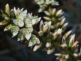 <i>Hechtia</i> Genus of flowering plants