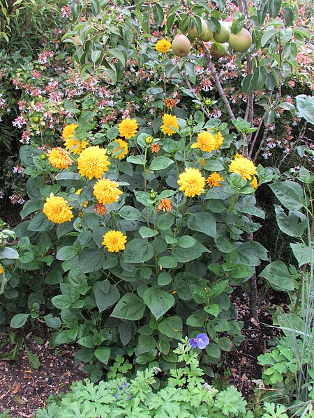 File:Helianthus Loddon Gold.JPG