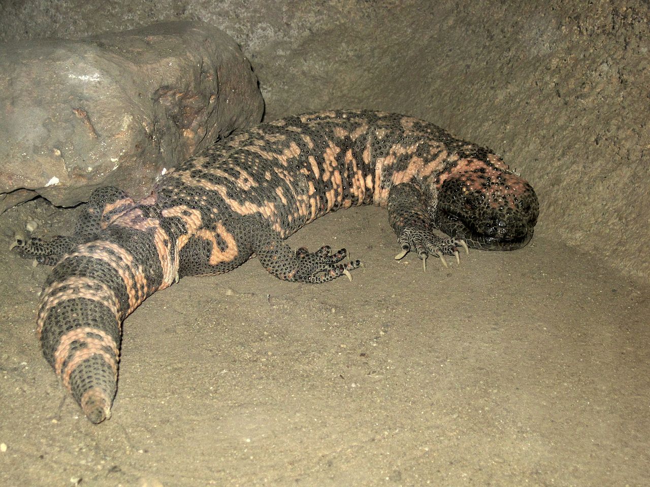 File:Heloderma suspectum (Gila monster), Burgers Zoo ...