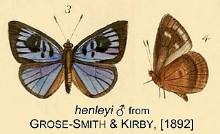 <i>Hypophytala henleyi</i> Species of butterfly