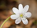 Hepatica nobilis de flor blanca