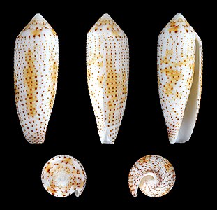 Conus (Hermes) nussatellus