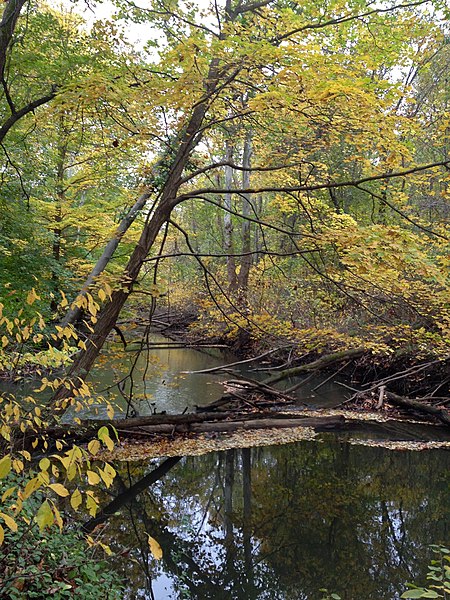 File:Heron Rookery - panoramio (1).jpg