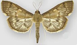 Herpetogramma aeglealis