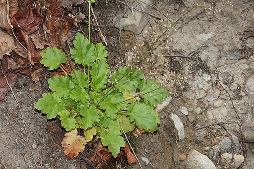 Heuchera micrantha 1583