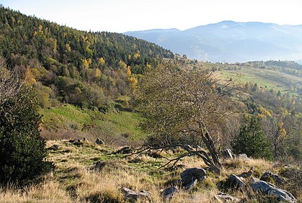 Typical Vosges landscape