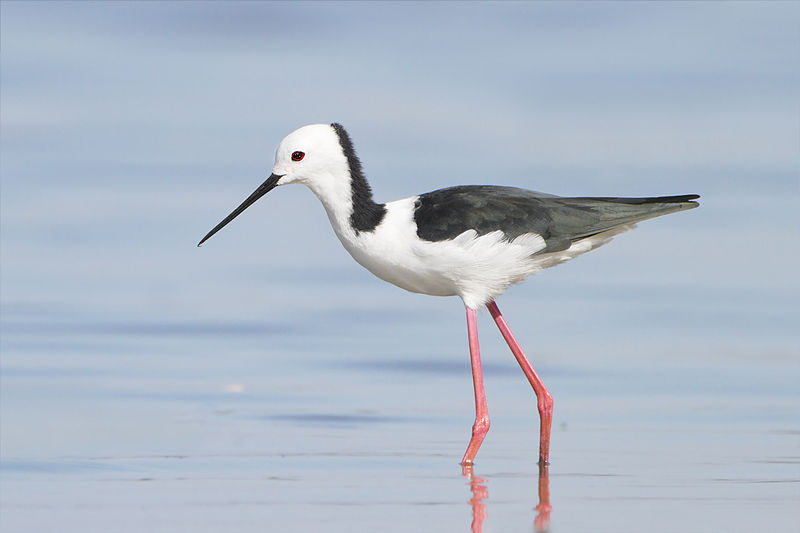 File:Himantopus himantopus leucocephalus - Lake Joondalup.jpg