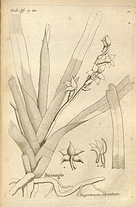 plate 72 Angraecum striatum