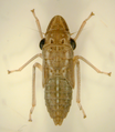 Glassy-winged sharpshooter Homalodisca vitripennis