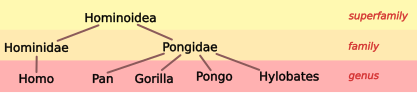 File:Hominoid taxonomy 1.svg