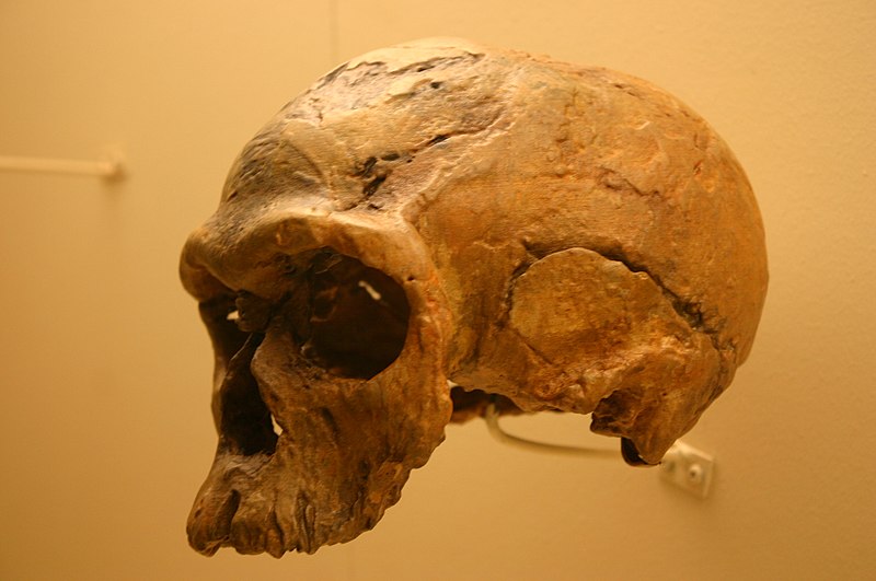 File:Homo Sapiens 160,000 Years Old (4697753017).jpg