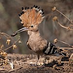 Hoopoe with insect.jpg