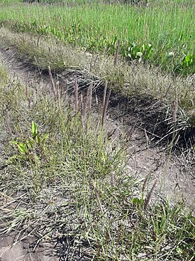 Hordeum brevisubulatum 176589175.jpg