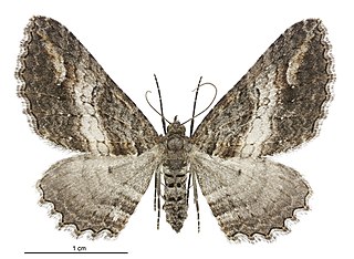 <i>Horisme suppressaria</i> Species of moth