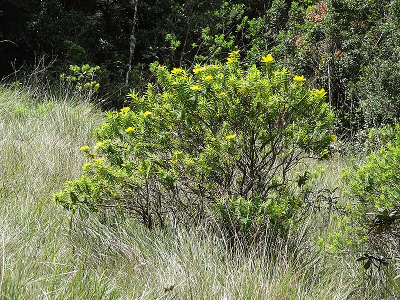 File:Horton Plains National Park 125.JPG