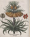 Hortus Eystettensis, 1613 (KU 2894-1 268) -Verna,5,3.jpg