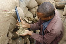 Les grains de café non torréfiés sortent d'une fente dans des sacs en toile de jute et dans la main de l'homme