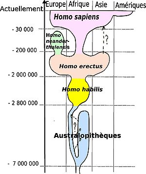 évolution humaine simplifiée