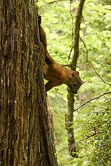 Humboldt marten on redwood tree Humboldt marten.jpg