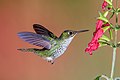 Hummer Close-up (29206404316).jpg