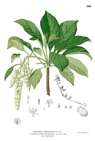 <span class="mw-page-title-main">Hymenodictyeae</span> Tribe of plants