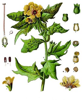 Hyoscyamus niger - Köhler–s Medizinal-Pflanzen-073.jpg
