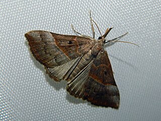 <i>Hypena eductalis</i> Species of moth