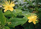 Hypericum-hircinum-цветя.JPG