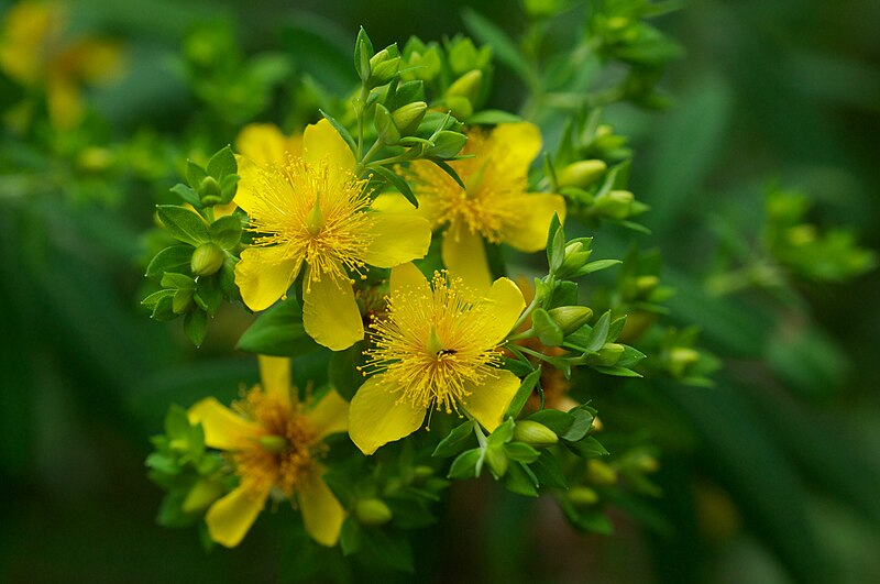 File:Hypericum lobocarpum Arkansas.jpg