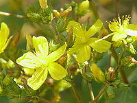 Hypericum tomentosum0.jpg